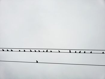 Low angle view of birds perching on cable against clear sky