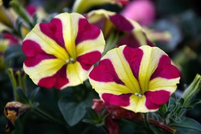 Close-up of flowers blooming outdoors