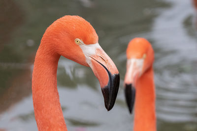 Vibrant pink flamingo gets a close up portrait while standing in the pond on a sunny day in summer