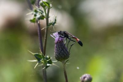 Close-up of insect on plant