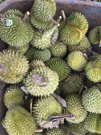 Full frame shot of cactus