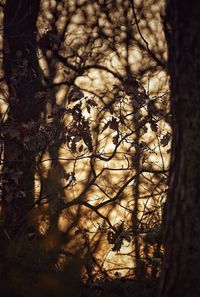 Close-up of tree