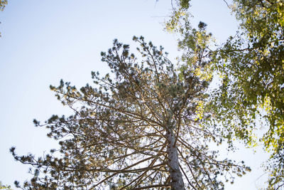 Low angle view of tree against clear sky