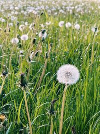 Close-up of white flowering plants on field