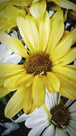 Close-up of yellow flower