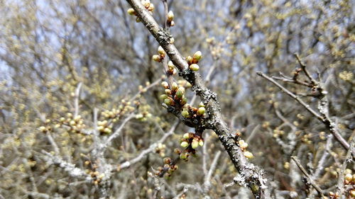 Close-up of snow on plant during winter