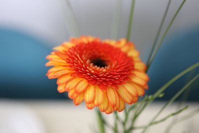 Close-up of orange flower blooming outdoors