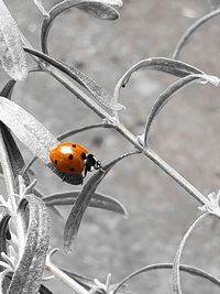 Close-up of ladybug on plant