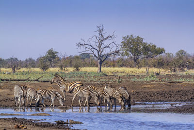 Zebras drinking water from lake against clear sky