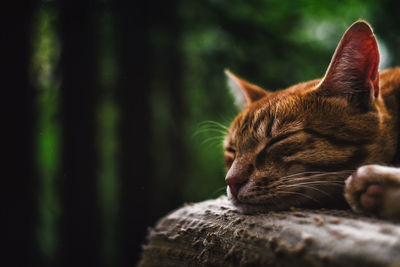 Close-up of cat outdoors