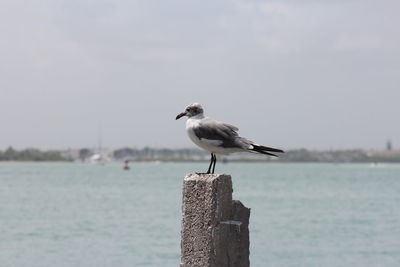 Seagull perching on wooden post