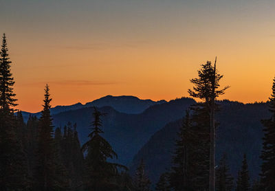 Silhouette pine tree against sky during sunset