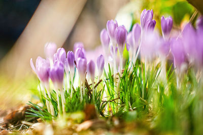 Close-up of purple crocus flowers on field