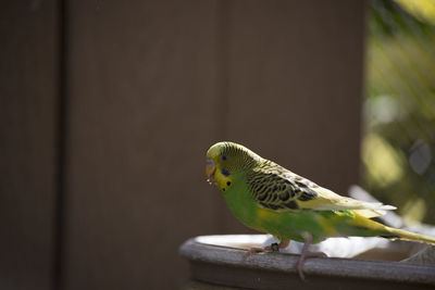 Close-up of parrot perching on wood