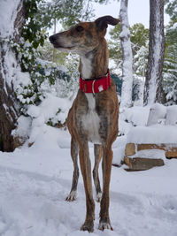 Dog standing on snow covered land