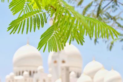 Low angle view of mosque building with tropical ghaf tree leaves in foreground 