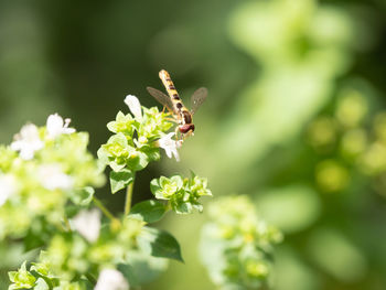 Close-up of bee pollinating on flower