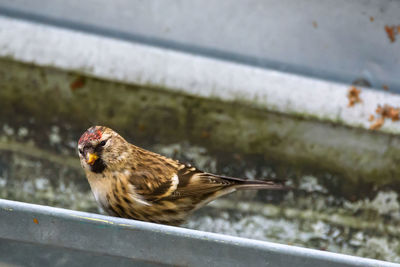 Close-up of bird perching on wall