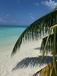 Palm tree by sea against sky