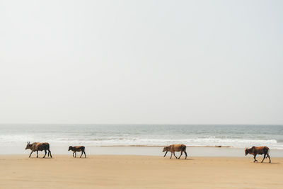 Group of horses on beach