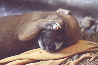 Close-up of dog sleeping on bed