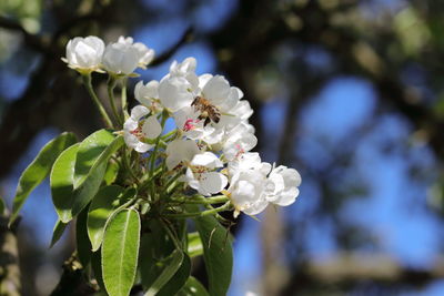 Close-up of white cherry blossom tree