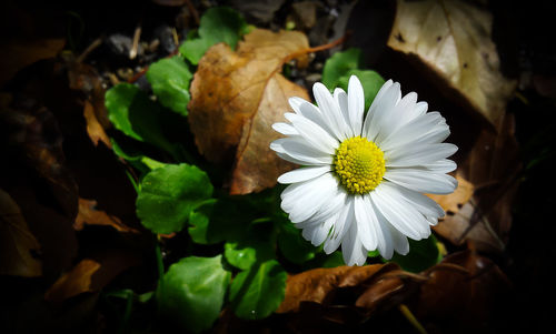 Close-up of white flowers blooming outdoors