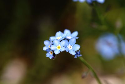 Close-up of small blue flowers