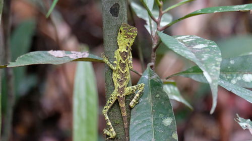 Close-up of fresh green leaves