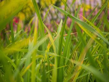 Close-up of grass growing on field