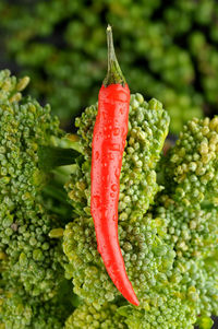 Close-up of red chili peppers