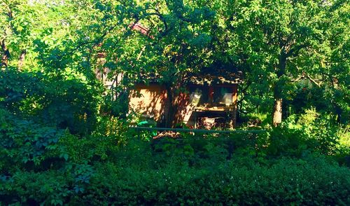 Trees growing in park