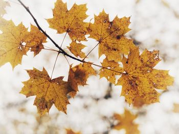 Close-up of maple leaves on tree