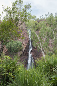 Scenic view of waterfall against trees in forest