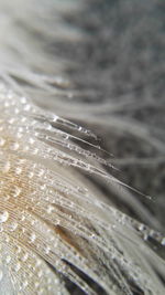 Close-up of rain drops on snow