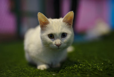 Portrait of cat on grass