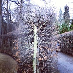 Bare trees along road
