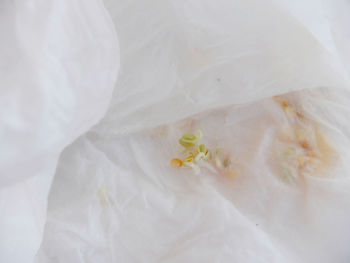 Close-up of white rose flower