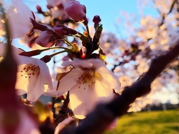 Close-up of cherry blossom tree
