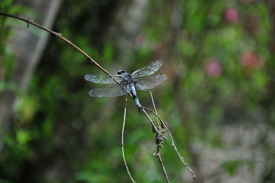 Close-up of dragonfly on twig