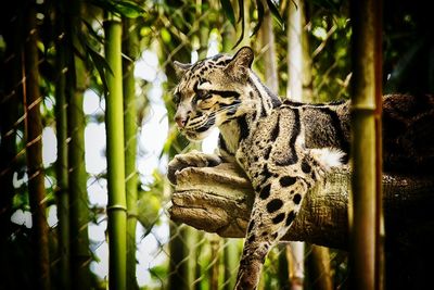 Low angle view of ocelot resting on branch in zoo