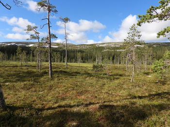 Trees on field against sky