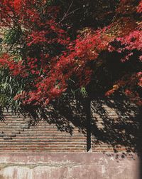 Low angle view of tree during autumn