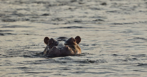 Close-up of hippopotamus swimming in river