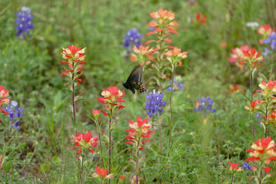 Butterfly enjoying bluebonnets and indian paintbrush flowers