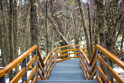 Footbridge amidst trees in forest