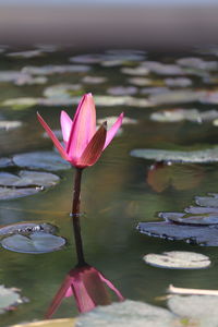 Close-up of water lily in lake