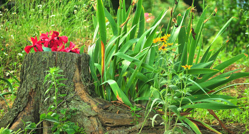 Close-up of red flowers blooming on field