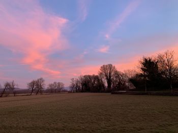 Trees on field against sky during sunset