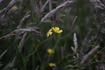 Close-up of yellow flowering plant